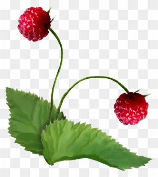 На Января 17, - Raspberry Plant Png Clipart