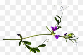 Png Клипарт Полевые Цветы - Lobelia Clipart