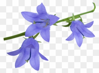Png Клипарт Полевые Цветы - Harebell Png Clipart