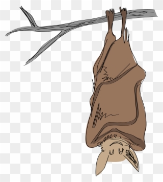 Misconceptions, Human Activities , And Now White-nose - Clip Art Bat Roosting - Png Download