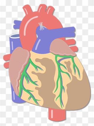 Coronary Arteries - Heart Major Blood Vessels Clipart
