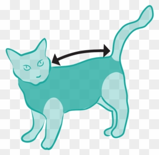 Size Measured From Collar To Base Of The Tail - Post Surgical Suit For Cat Clipart