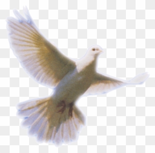 Dove Transparent Png Pictures Free Icons And - Doves For Funeral Programs Clipart