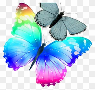 Mariposas De Color Arcoiris Clipart