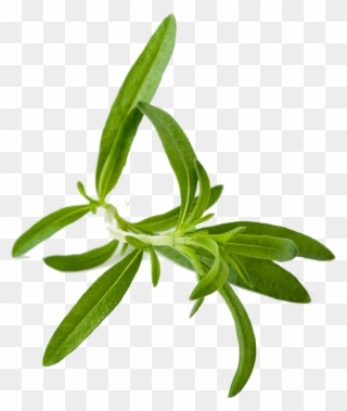 Herbs Hd Png Pluspng - Tarragon Png Clipart