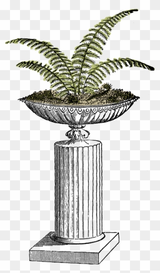 I Created This Digital Fern Download From A Vintage - Fern Potted Plant Clip Art - Png Download