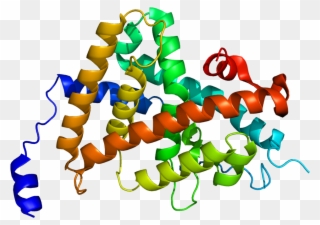 Thyroid Hormone Receptor Structure Clipart