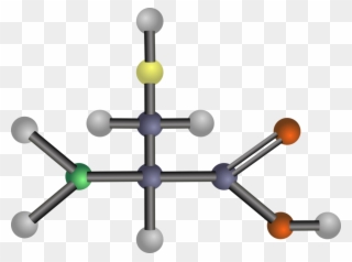 Arginine Amino Acid Amine Threonine - Amino Acids: Biochemistry And Applications Clipart