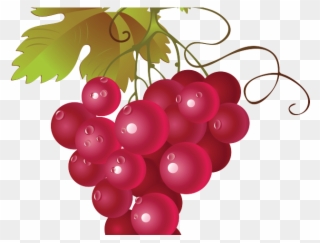 Grapes Clipart Small Fruit - Red Grape Vine Png Transparent Png