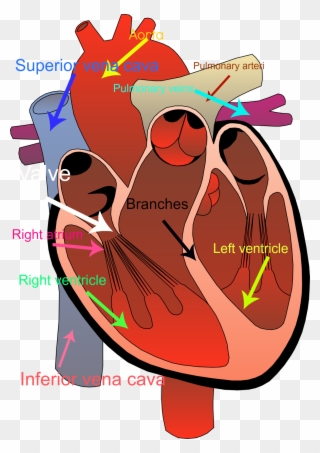 Circulatory System Clipart - Human Heart No Background - Png Download