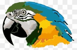 Arara Azul Desenho - Parrot Head Clip Art - Png Download