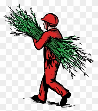 Illustrations Are A Trademark Of John Barber Pruning - Illustration Clipart
