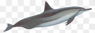 Spinner Dolphins - Baiji White Dolphin Png Clipart