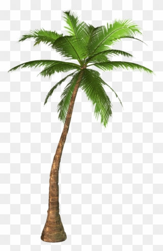 Palm Tree Leaves Clipart - Palm Tree High Resolution - Png Download