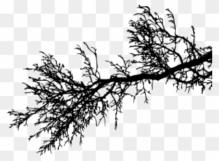 Report Abuse - Pine Tree Branches Png Clipart