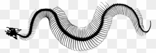 Invertebrate Snakes Line Art Silhouette Snake Skeleton - Snake Skeleton Clipart