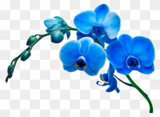 Картинки По Запросу Лилии Рисунок - Blue Flower Vase Clipart - Png Download
