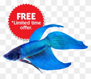 Buy Betta Fish Online & Save On Fish Bowl Kits - Blue Betta Fish Transparent Clipart