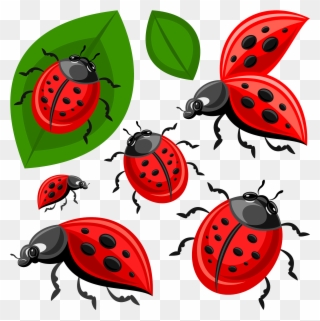 Lady Beetle Clipart - Ladybird Beetle - Png Download