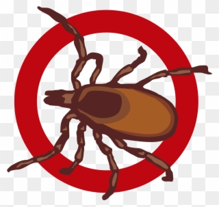 Bed Bugs - Pest Control Specialists Clipart