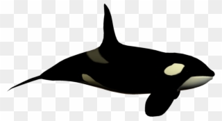 Seaworld Cliparts - Killer Whale No Background - Png Download