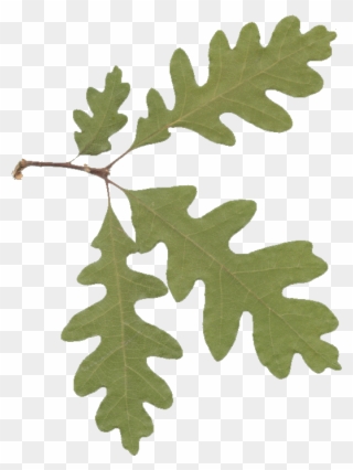 Picture Of Oak Leaves - Oak Leaves Transparent Background Clipart
