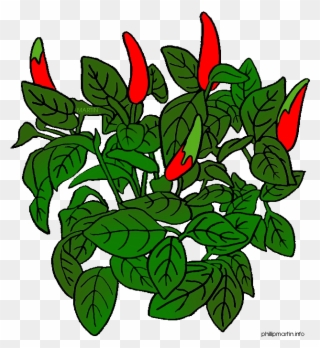 Chili Pencil And In Color - Pepper Plant Clipart - Png Download