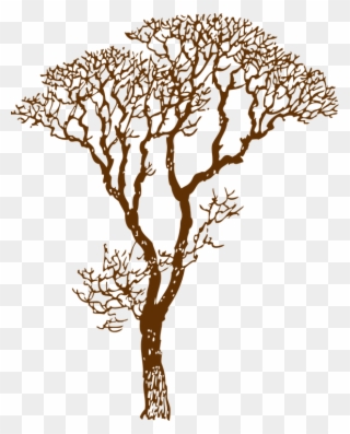 Tree Outline Image 24, Buy Clip Art - Tree Vector Brown Png Transparent Png