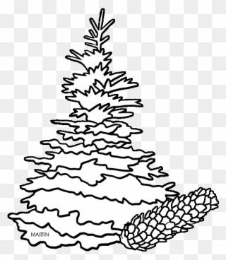 Drawn Pine Tree Black Hills Spruce - Spruce Tree Clip Art - Png Download
