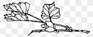 Rose Vine Drawings 20, Buy Clip Art - Plant Branch Outline - Png Download