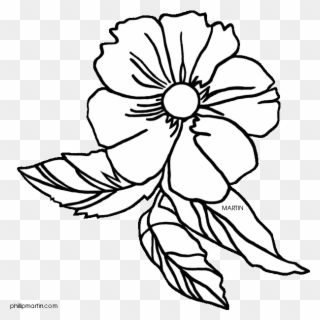 28 Collection Of Cherokee Rose Drawing - Cherokee Rose Clip Art - Png Download