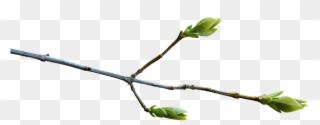 Branch Png 12, Buy Clip Art - Spring Tree Branch Png Transparent Png
