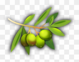 Olives Fruits Olive Tree Png Image - Olive Fairy Book: Volume 68 (golden Classics) Clipart