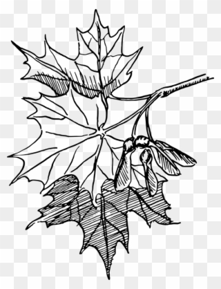Dogwood Tree Drawing 18, Buy Clip Art - Maple Leaf Vector Line Art - Png Download