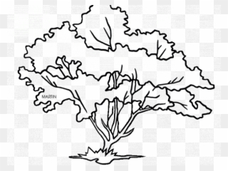 Pretty Clipart Dogwood Tree - Virginia State Tree Drawing - Png Download