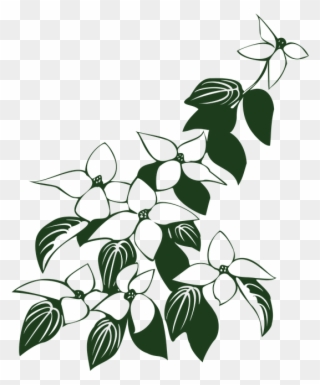 Dogwood Tree Drawing 6, Buy Clip Art - Dogwood Flower Line Drawing - Png Download