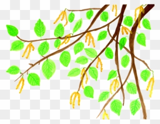 Branch Leaves Cliparts 20, Buy Clip Art - ธรรมชาติ การ์ตูน Png Transparent Png