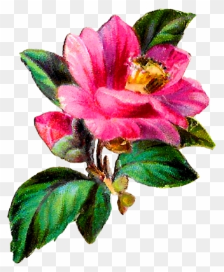 Camellia Flower Botanical Art Clipart Craft Download - Antique - Png Download