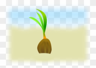 Coconut Seeds Vector Clipart Seed Clip Art - Coconut Seed Clip Art - Png Download