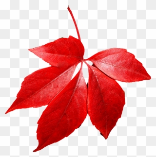 Maple Red Leaf Clip Art - Red Leaves Transparent Background - Png Download  - Full Size Clipart (#1200467) - PinClipart
