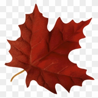Maple Leaf Clipart Maple Leaf Autumn - Fall Leaf Gif Transparent - Png Download