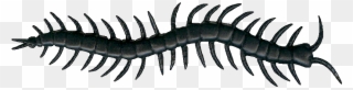 Terror Terrace Art Creepy - Clipart Images Of Centipede - Png Download