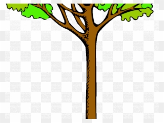 Tree Clipart Clipart Kauri Tree - Tall Tree Clipart - Png Download