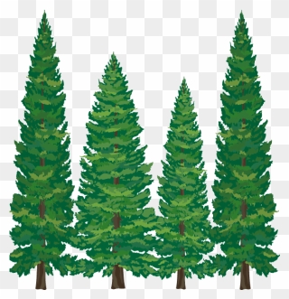 Pine Tree Clipart Softwood - Cartoon Pine Tree Png Transparent Png