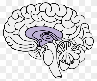 Trauma And The Brain - Anxiety Clipart