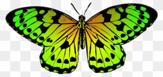 Tropical Butterfly Clipart - Color Clipart Of Butterfly - Png Download