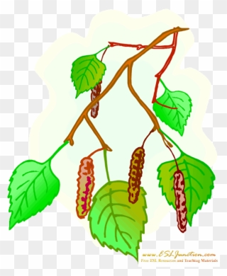 Birch Clipart