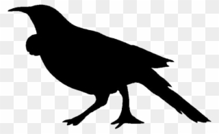 Image Result For Nz Birds Silhouette Images - Raven Clipart