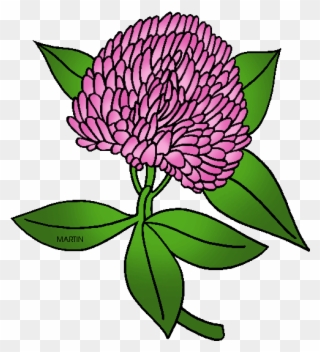 State Flower Of Vermont - Red Clover Clip Art - Png Download