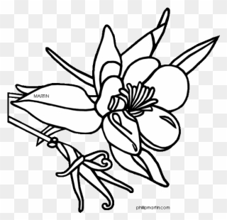 Colorado 20clipart - Colorado State Flower Drawing - Png Download